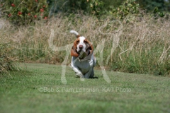 Basset Hound