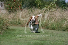 Basset Hound