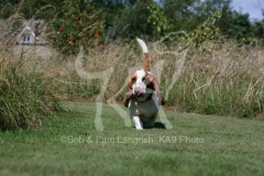 Basset Hound