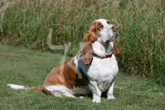 Basset Hound