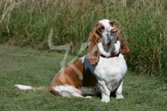 Basset Hound