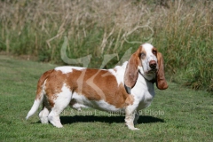 Basset Hound