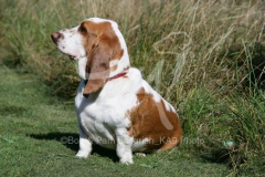 Basset Hound