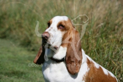 Basset Hound