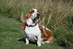 Basset Hound