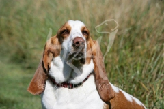 Basset Hound