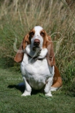 Basset Hound