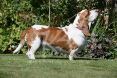 Basset Hound