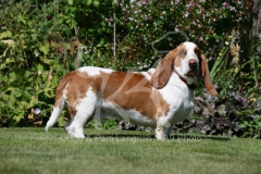 Basset Hound