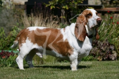 Basset Hound