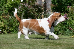 Basset Hound