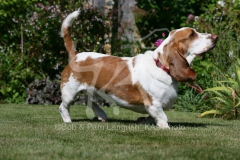 Basset Hound