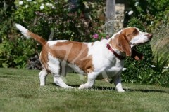 Basset Hound