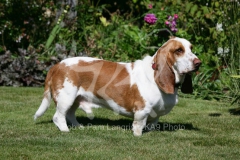 Basset Hound