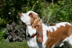 Basset Hound