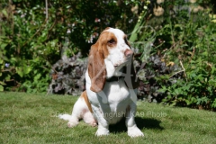 Basset Hound