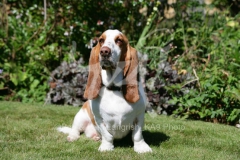 Basset Hound