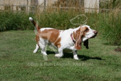 Basset Hound