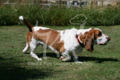 Basset Hound