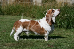 Basset Hound