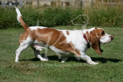 Basset Hound