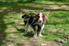 Basset Hound