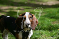 Basset Hound