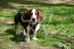 Basset Hound