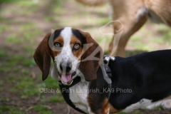 Basset Hound