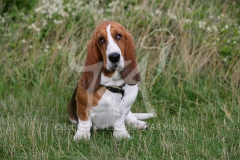 Basset Hound