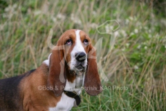 Basset Hound