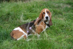 Basset Hound