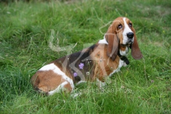 Basset Hound