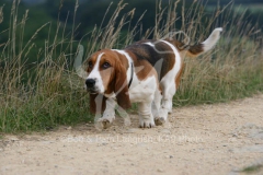 Basset Hound