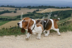 Basset Hound