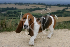 Basset Hound