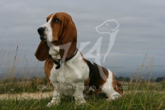 Basset Hound