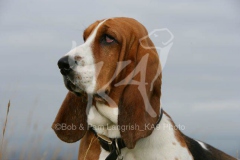 Basset Hound