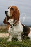 Basset Hound