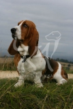 Basset Hound