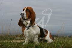 Basset Hound