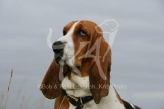 Basset Hound