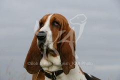 Basset Hound