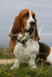 Basset Hound