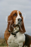 Basset Hound