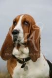 Basset Hound