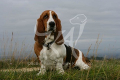 Basset Hound