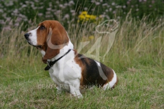 Basset Hound