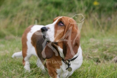 Basset Hound