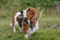 Basset Hound